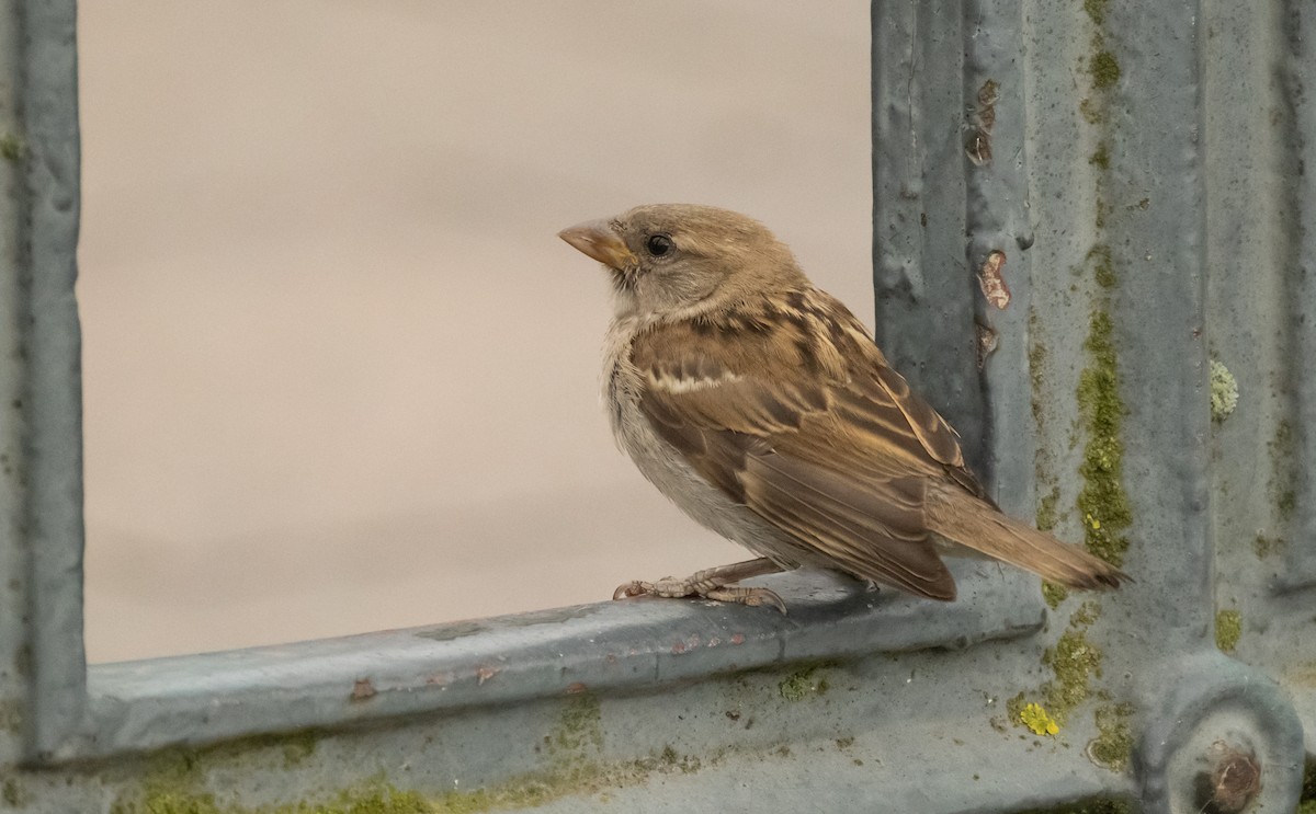 House Sparrow - ML623894936