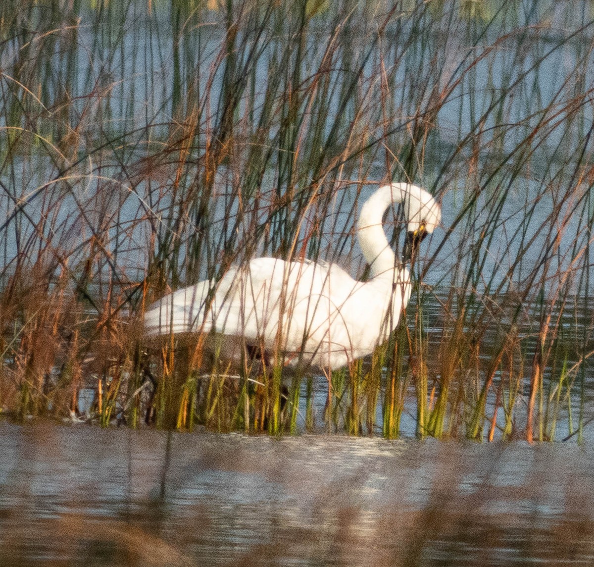 Cisne Chico - ML623894955