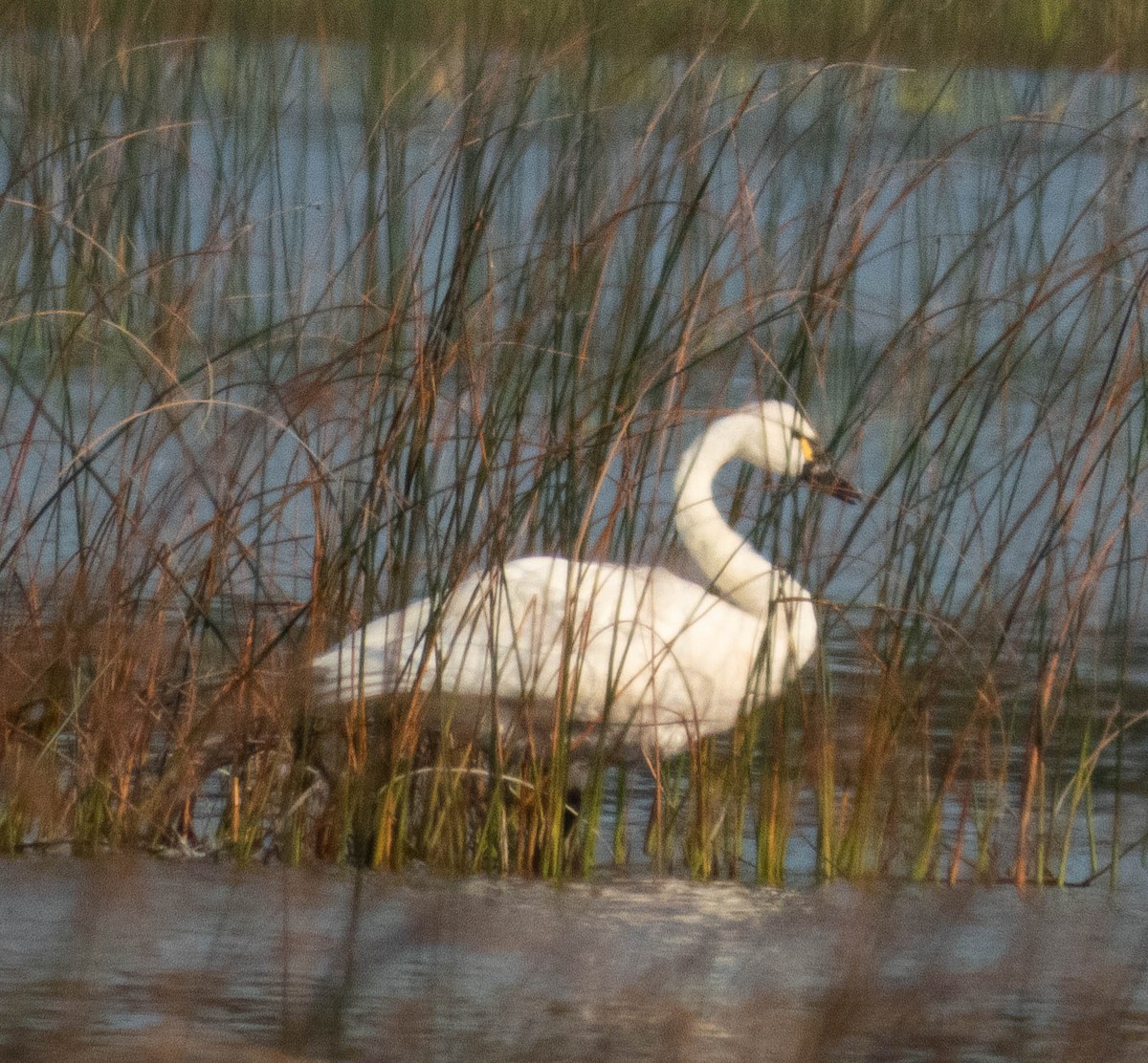 Cisne Chico - ML623894956