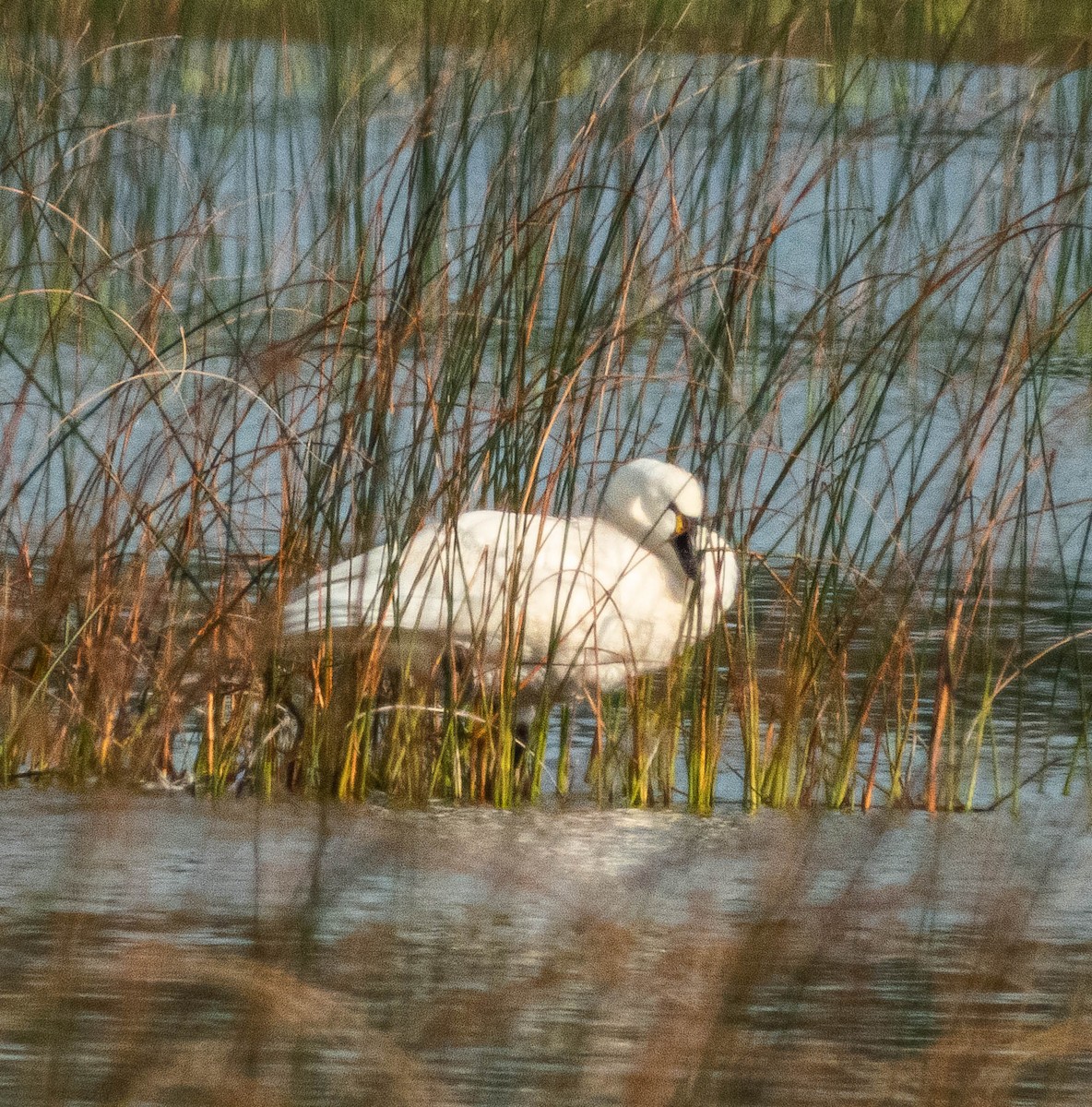 Cisne Chico - ML623894957