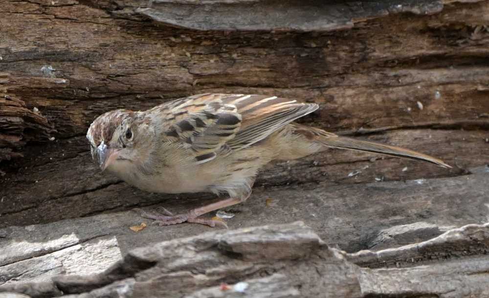 Rufous-winged Sparrow - ML623894967