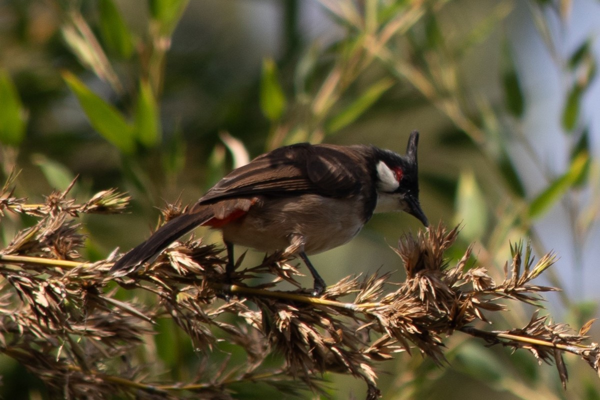 bulbul červenouchý - ML623894983