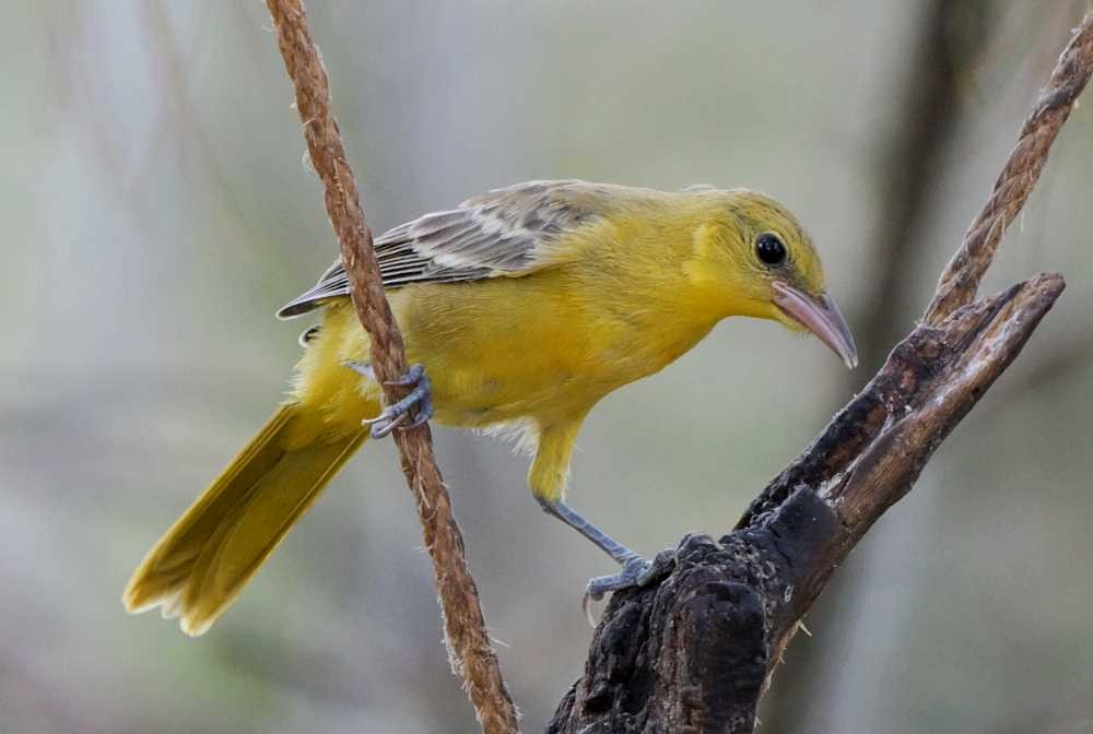 Hooded Oriole - ML623894986