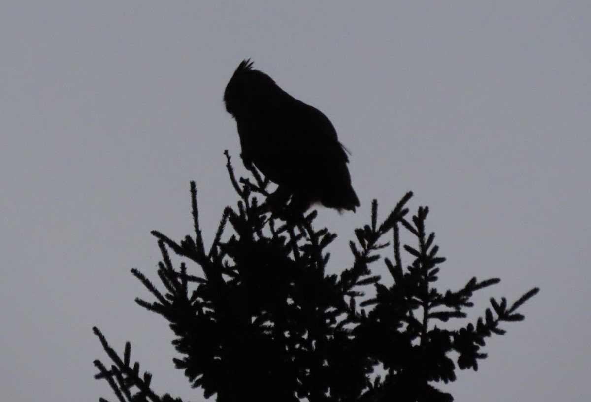 Great Horned Owl - Doris St-Pierre