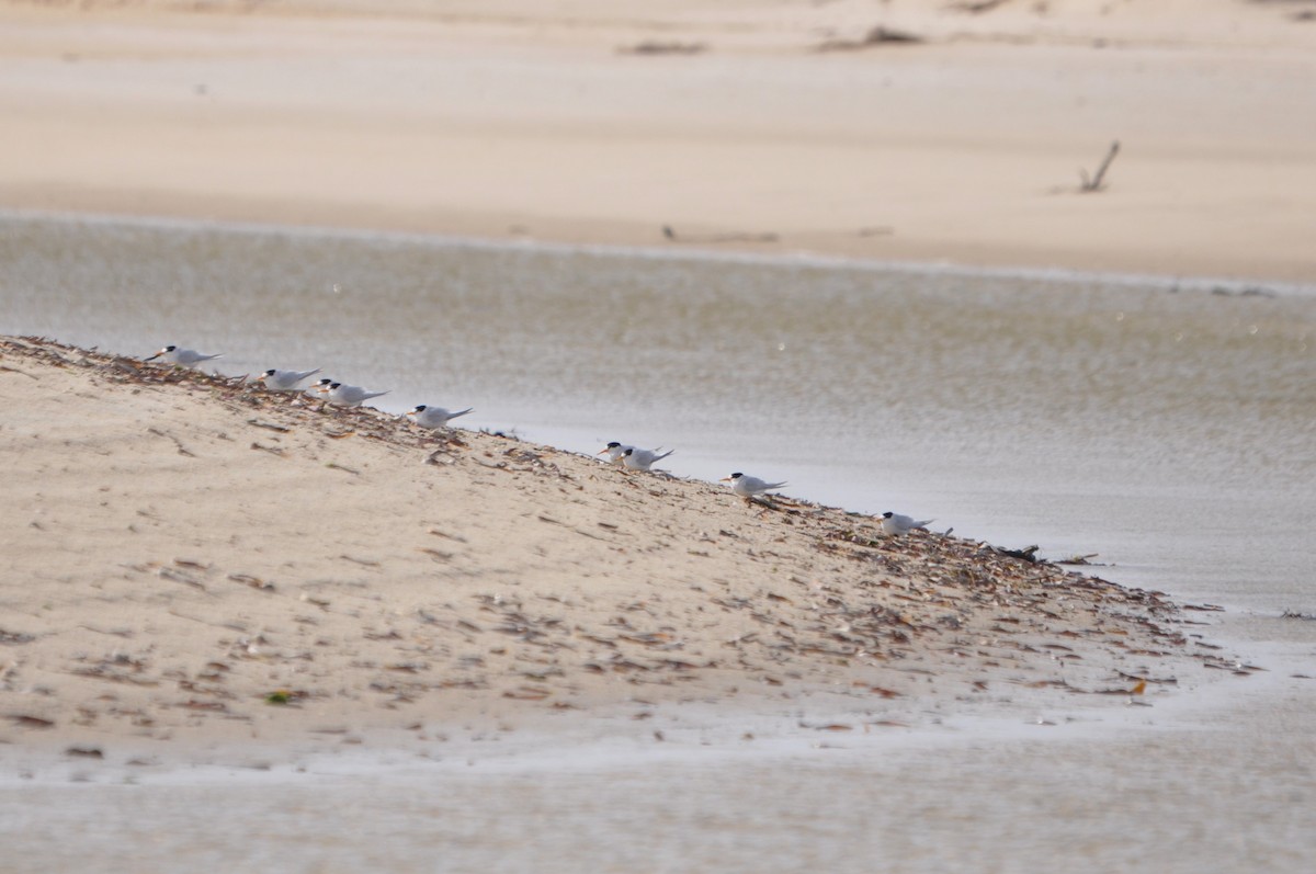 Australian Fairy Tern - ML623895005