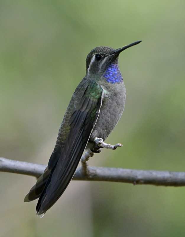 Blue-throated Mountain-gem - ML623895018