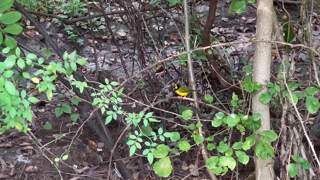 Hooded Warbler - ML623895043