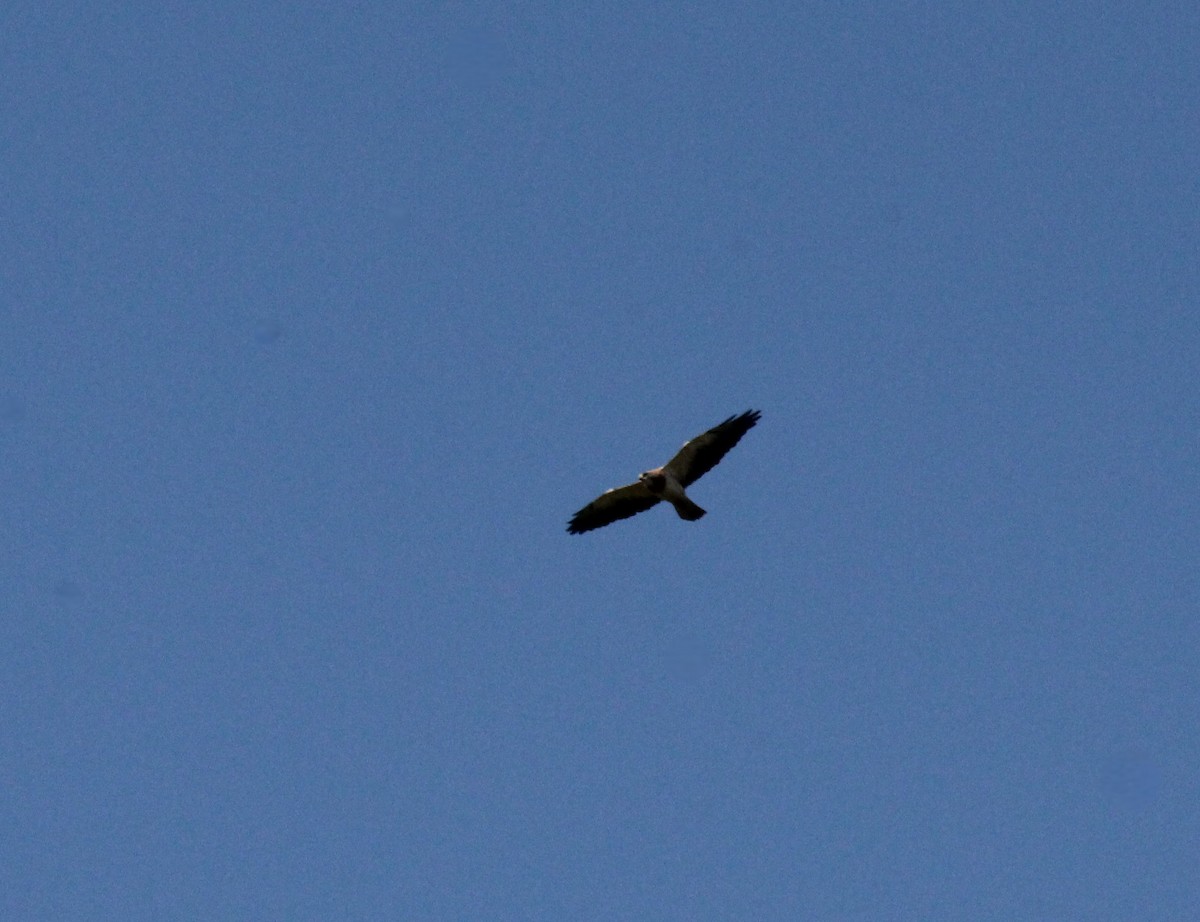 Swainson's Hawk - ML623895068