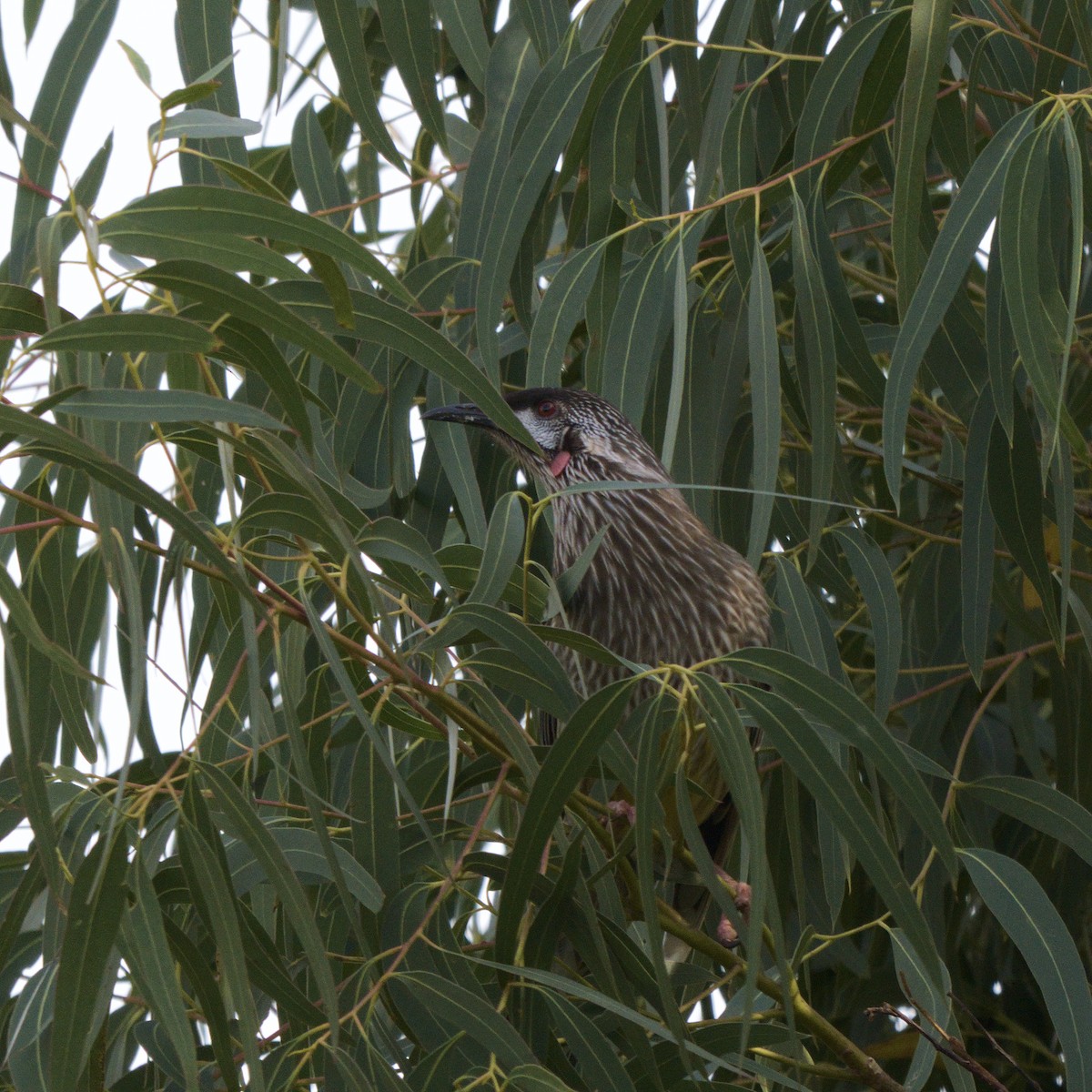 Red Wattlebird - ML623895077