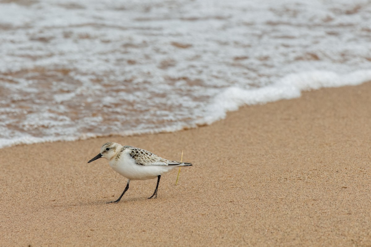 Sanderling - ML623895114