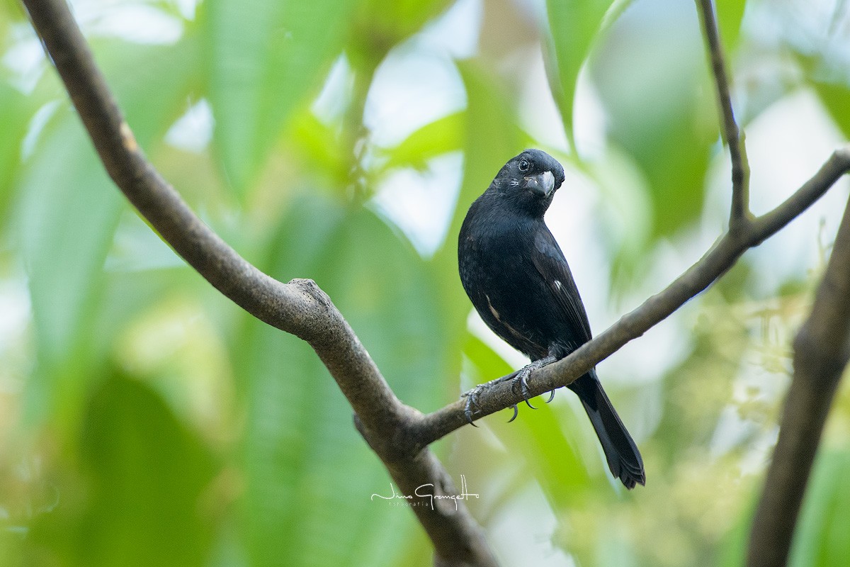 Blue-black Grosbeak - ML623895120