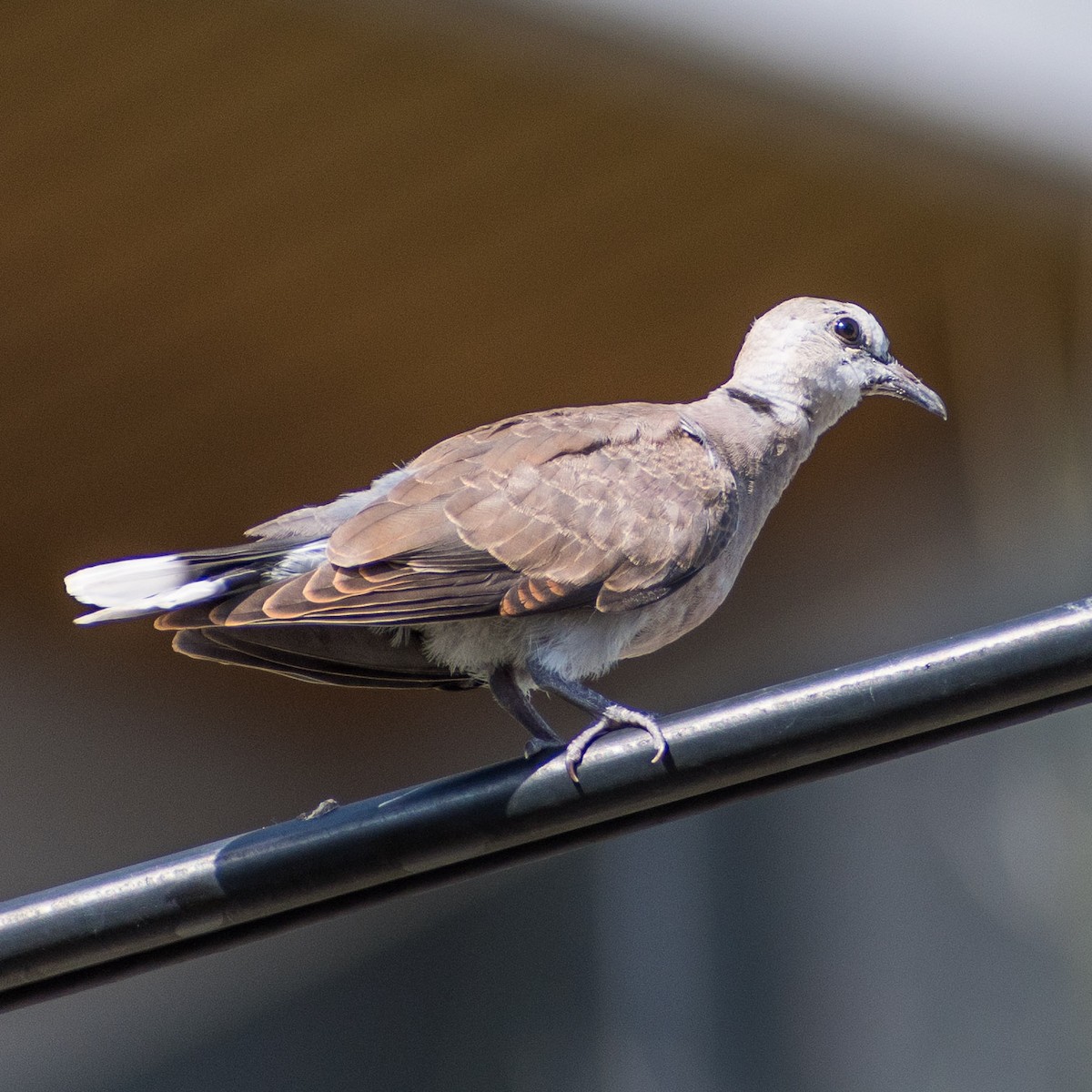 Red Collared-Dove - ML623895150