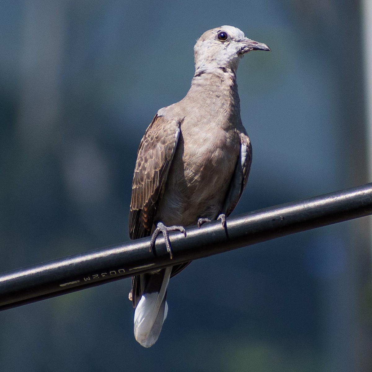 Red Collared-Dove - ML623895151