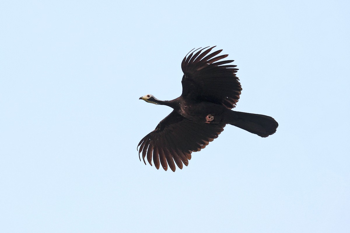 White-throated Piping-Guan - Michael O'Brien