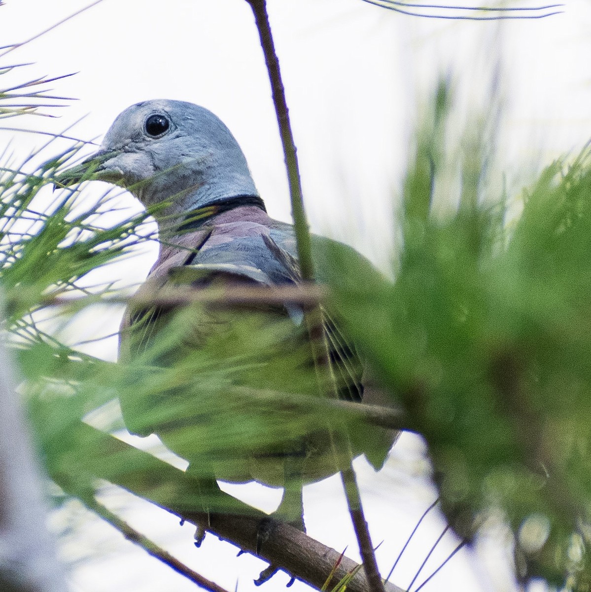 Red Collared-Dove - ML623895194