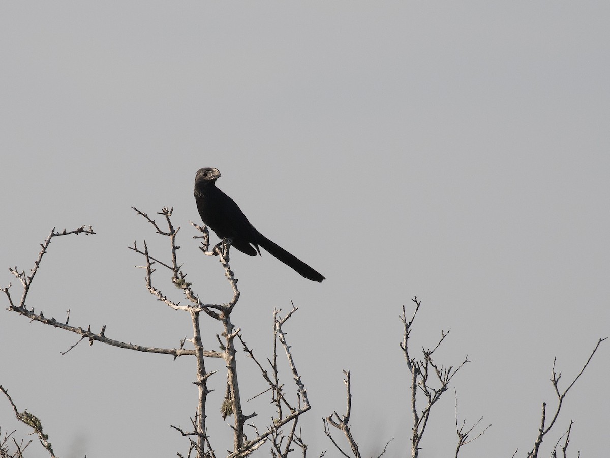 Groove-billed Ani - ML623895210