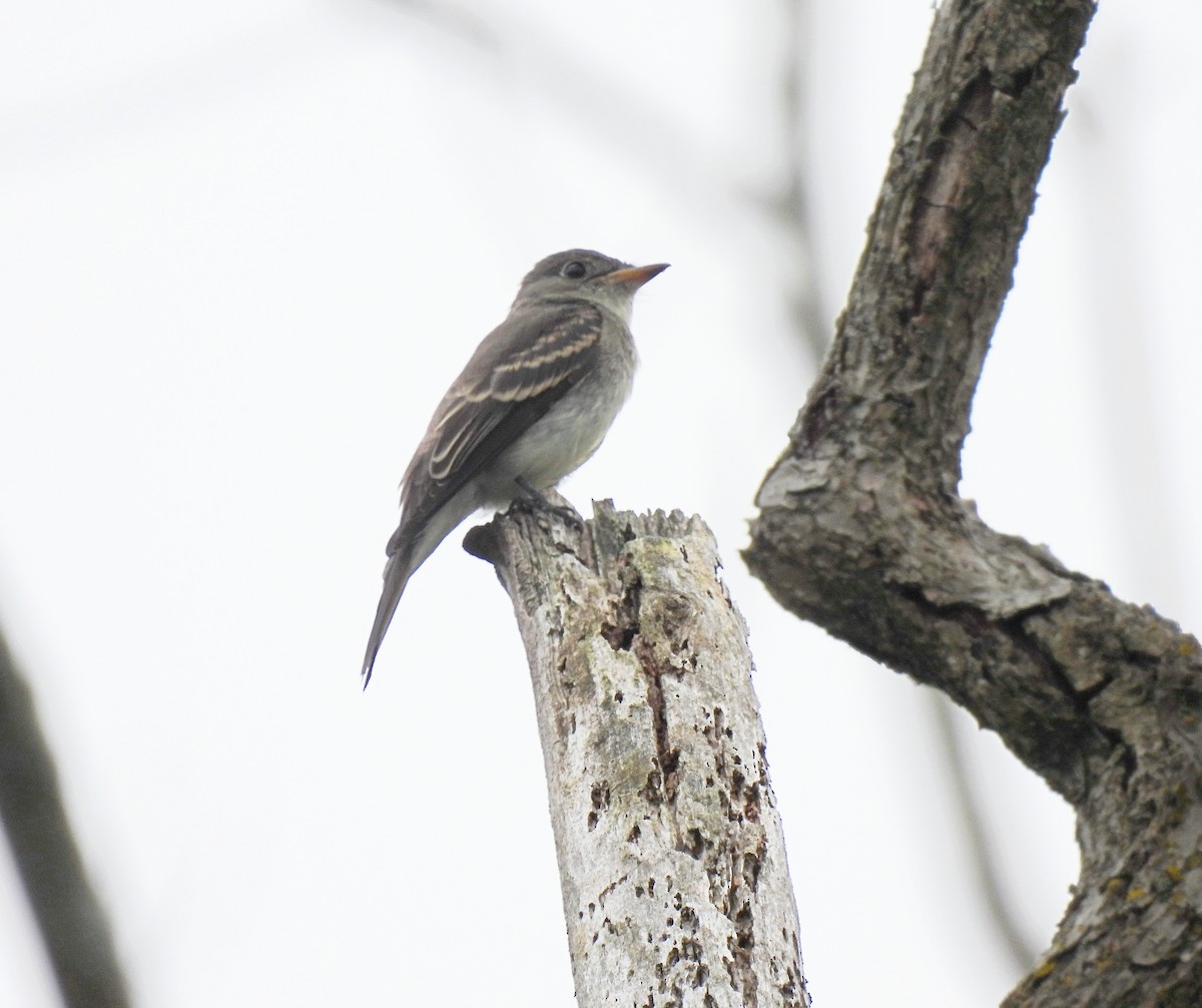 Eastern Wood-Pewee - ML623895223