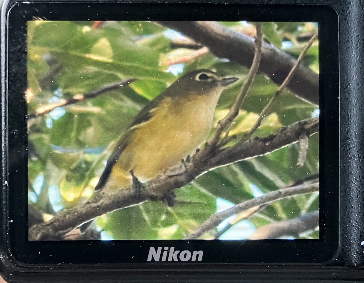 Cassin's Vireo - ML623895229