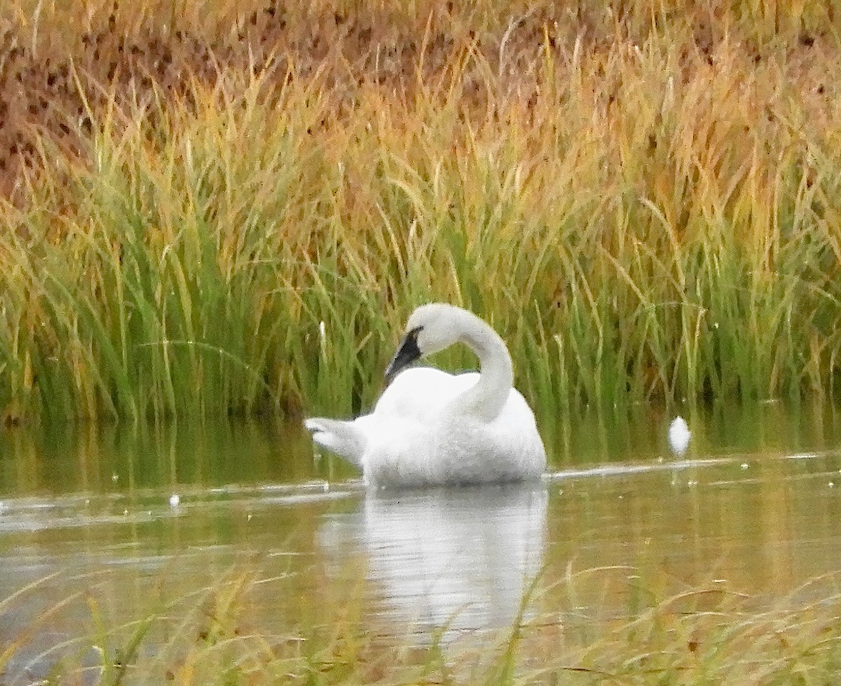 Tundra Swan - ML623895263