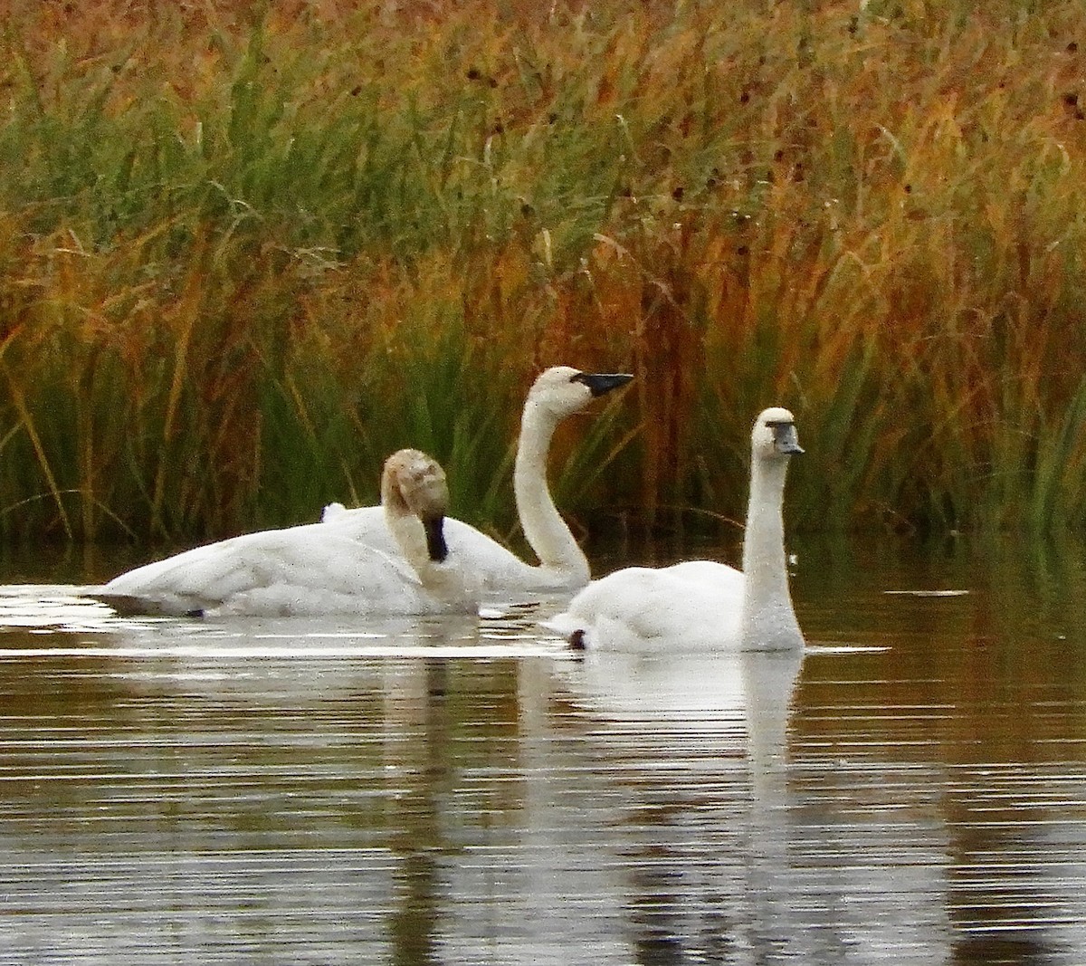 Tundra Swan - ML623895265