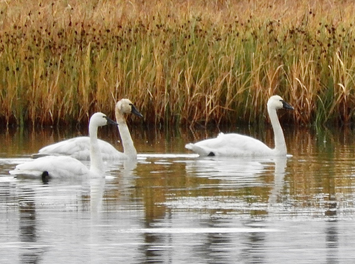 Tundra Swan - ML623895266