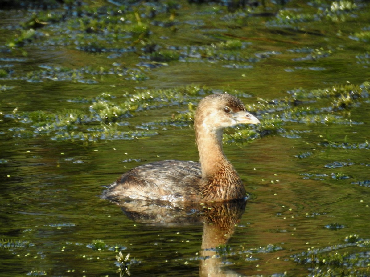 Pied-billed Grebe - Wendy Meehan