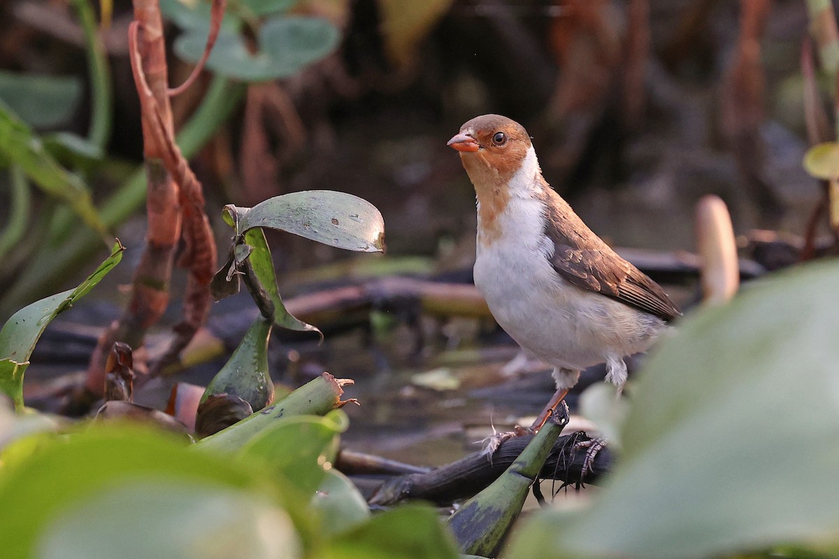 Yellow-billed Cardinal - ML623895281