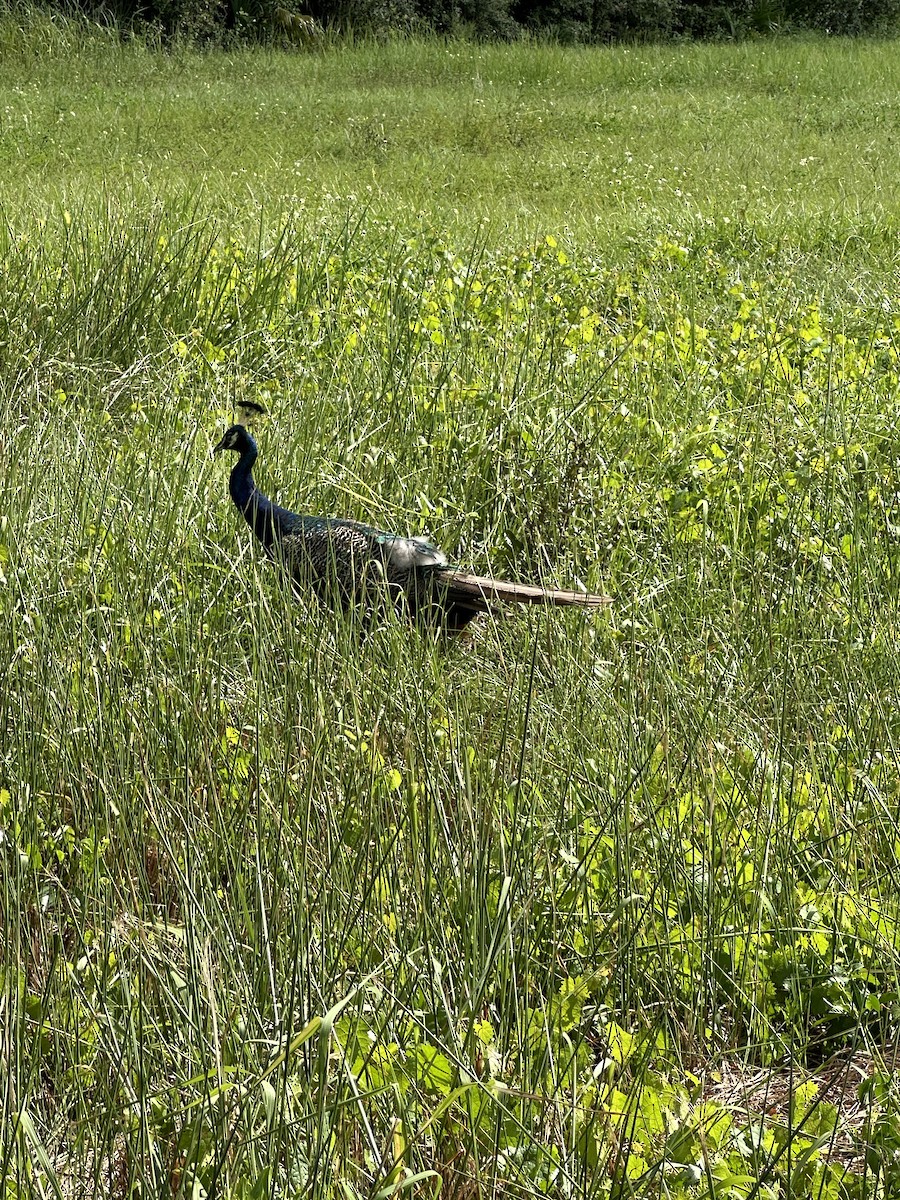 Indian Peafowl - ML623895298