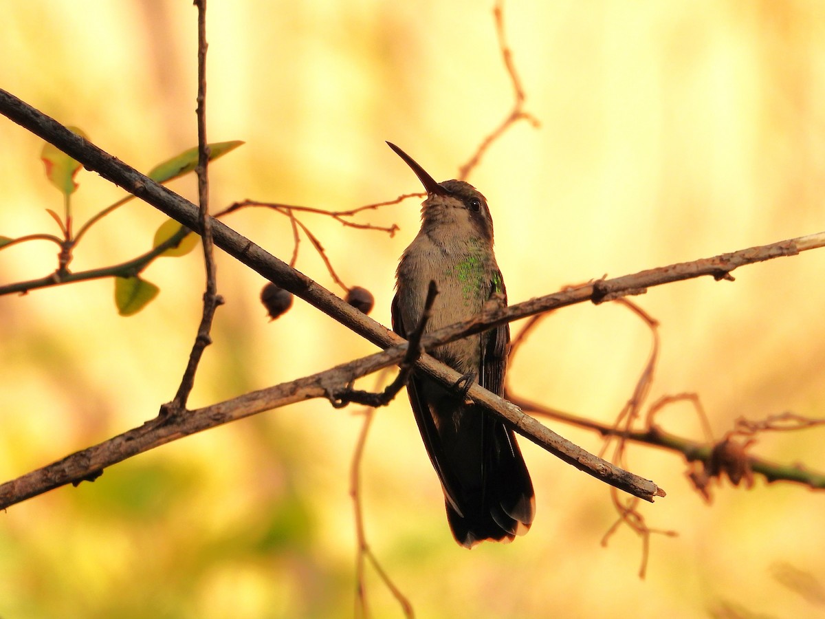 Broad-billed Hummingbird - ML623895306