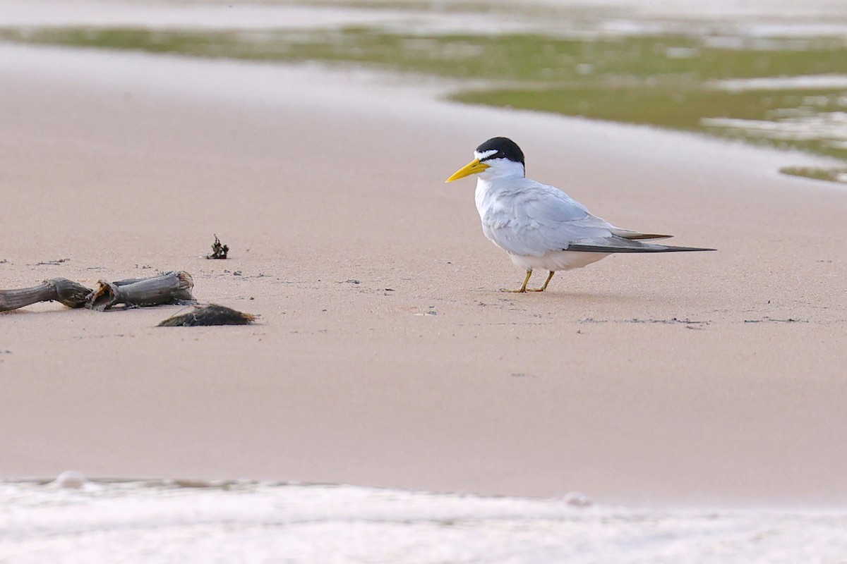 Yellow-billed Tern - ML623895326