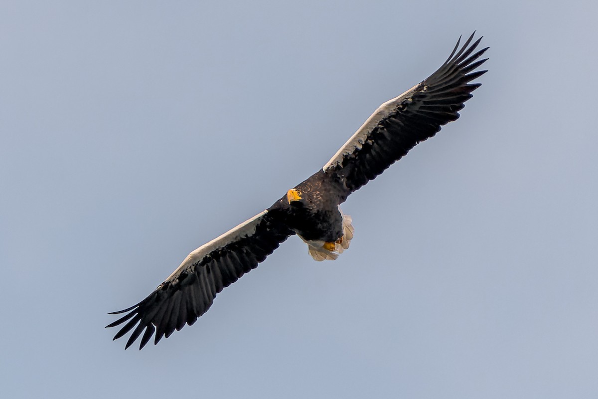 Steller's Sea-Eagle - ML623895343