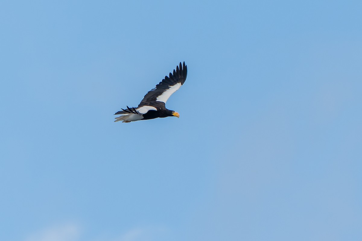 Steller's Sea-Eagle - Tyler Wenzel