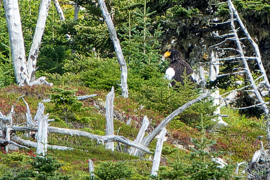 Steller's Sea-Eagle - Tyler Wenzel