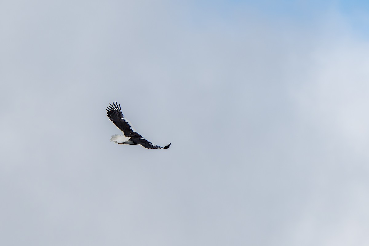 Steller's Sea-Eagle - ML623895346