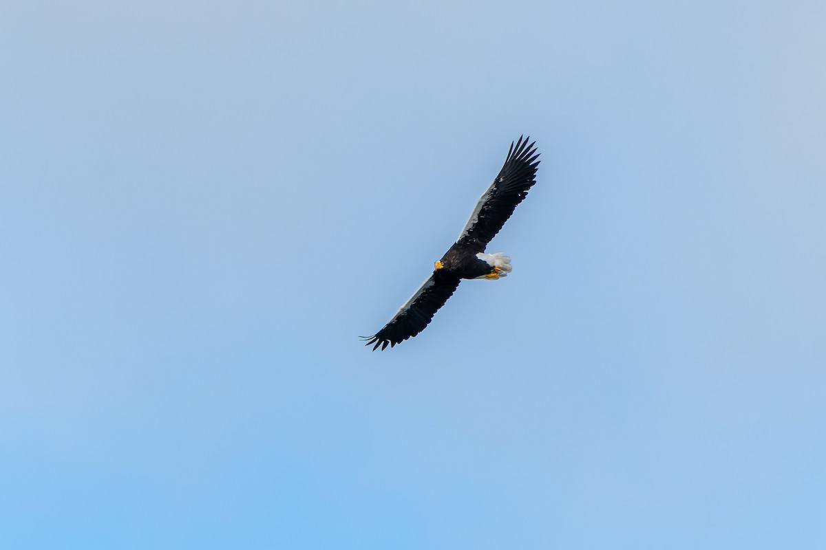 Steller's Sea-Eagle - ML623895347