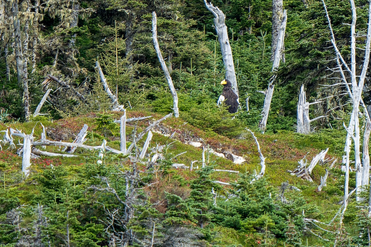 Steller's Sea-Eagle - ML623895350