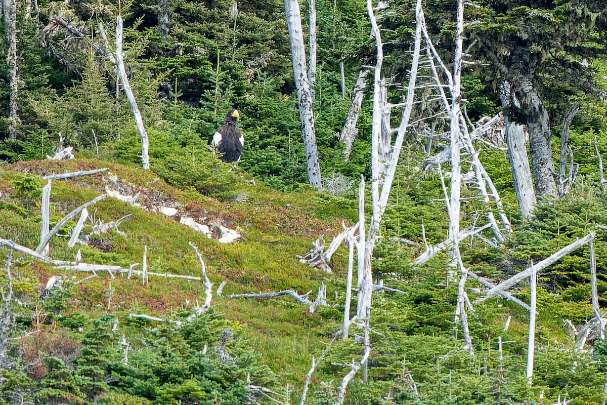 Steller's Sea-Eagle - ML623895352