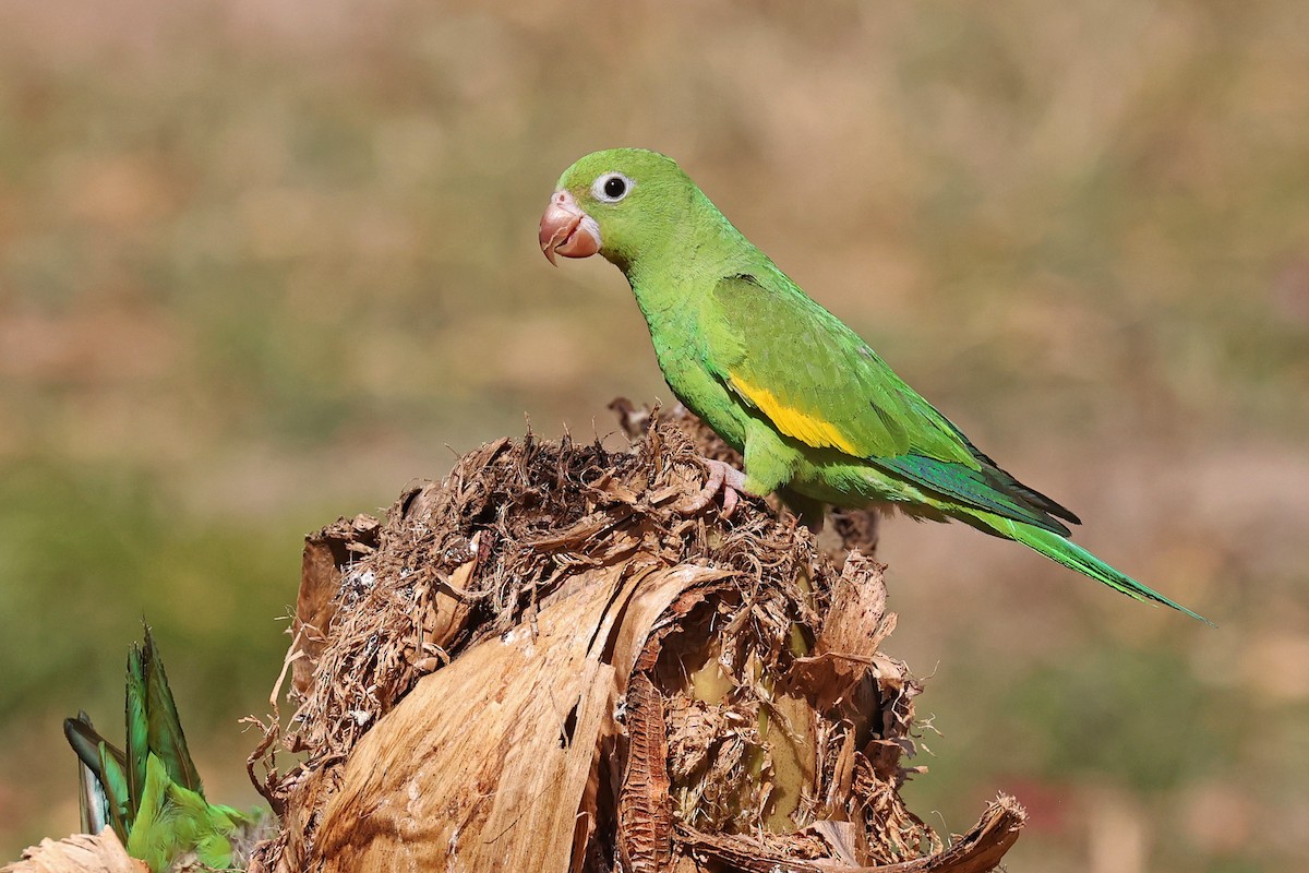 Yellow-chevroned Parakeet - Michael O'Brien