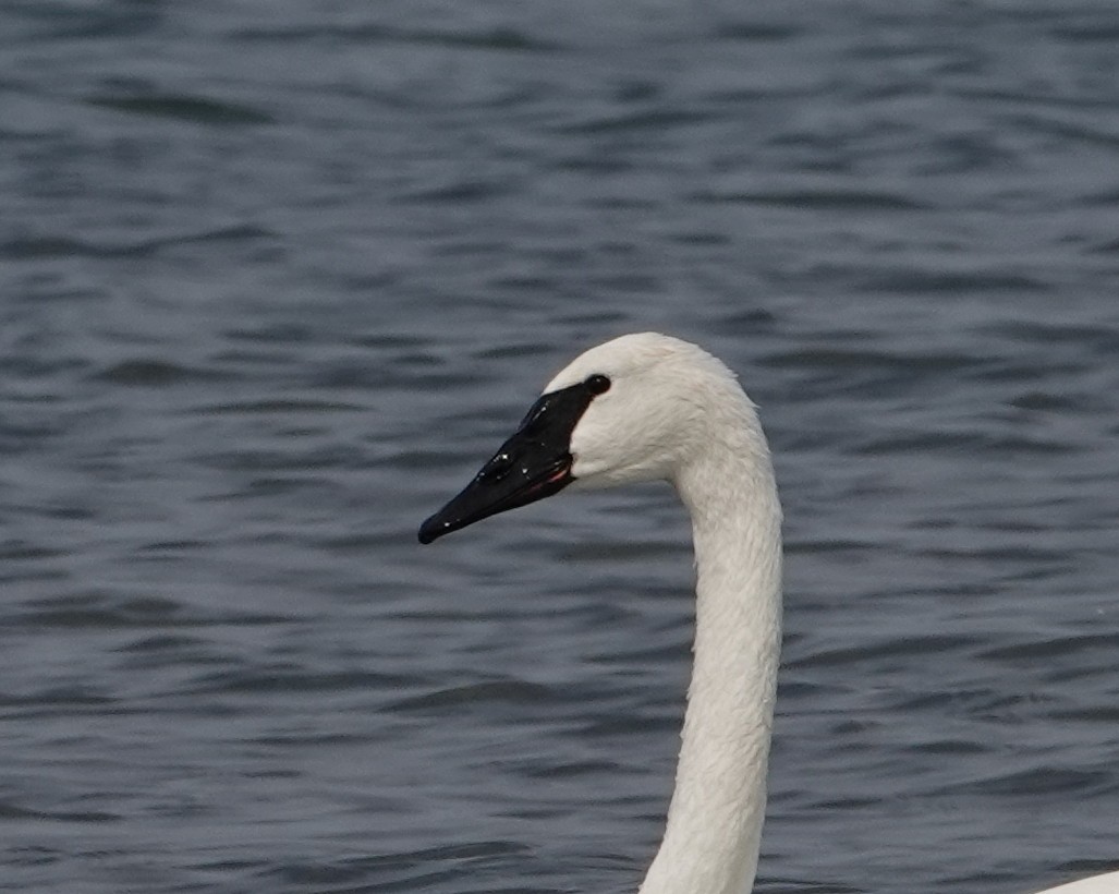 Trumpeter Swan - Michael DeWispelaere