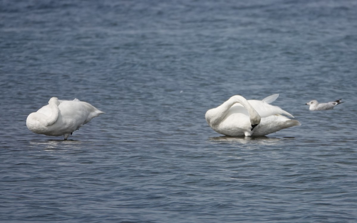 Trumpeter Swan - Michael DeWispelaere