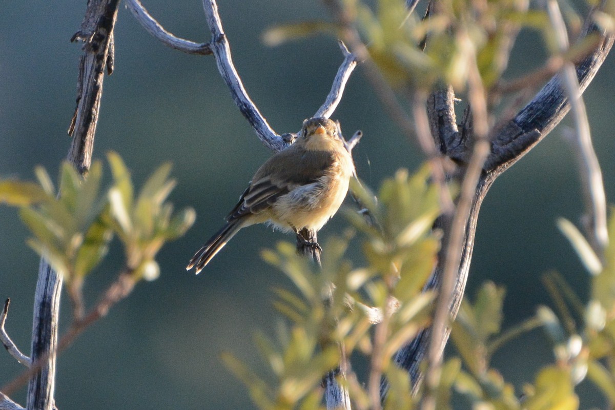 Buff-breasted Flycatcher - ML623895394