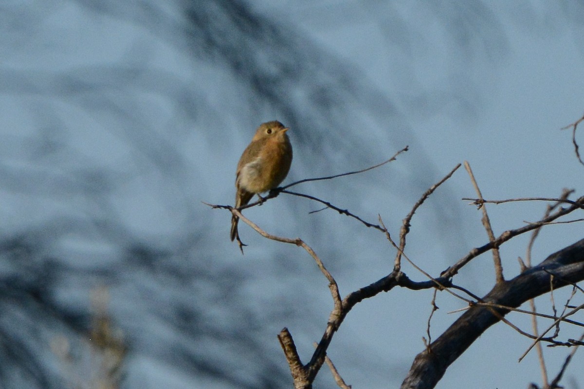 Buff-breasted Flycatcher - ML623895395