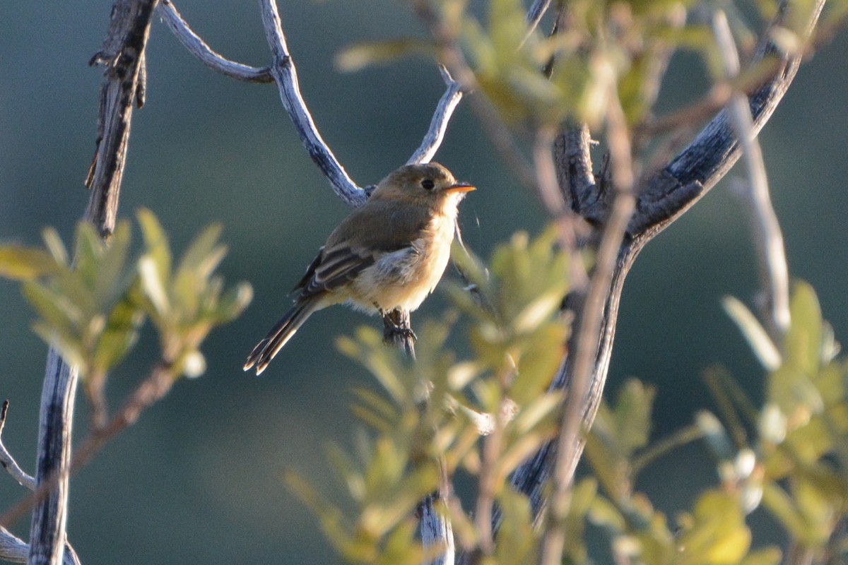 Buff-breasted Flycatcher - ML623895396