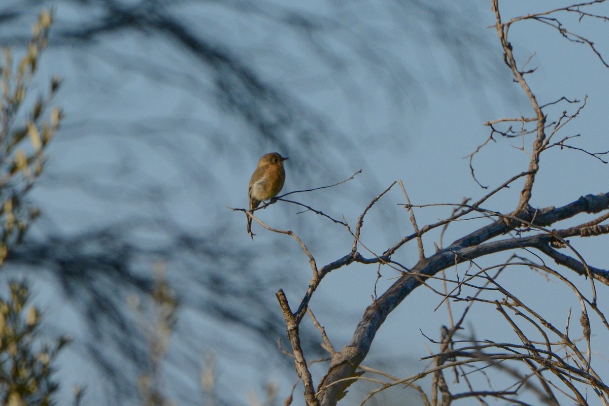 Buff-breasted Flycatcher - ML623895397