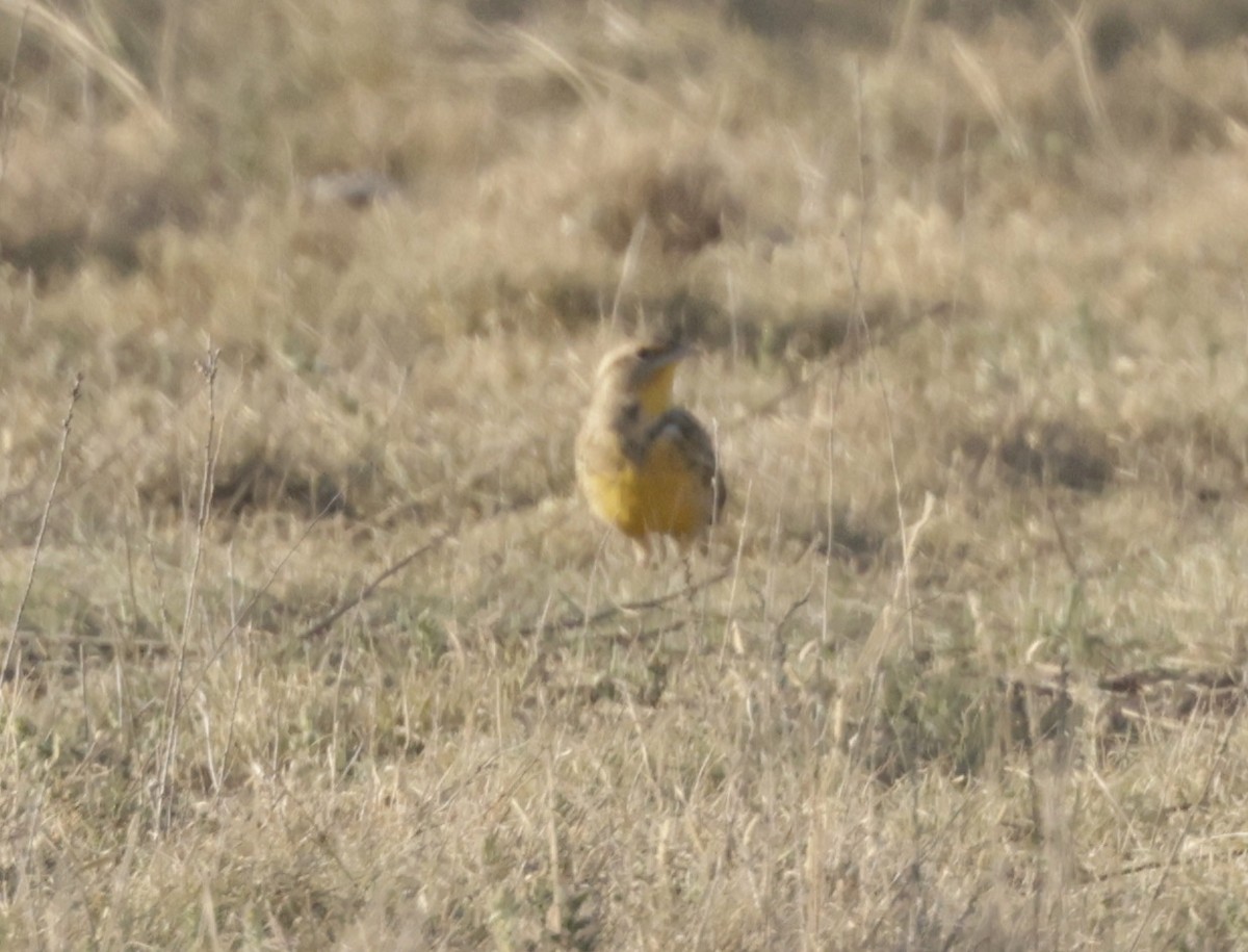 Western Meadowlark - ML623895409