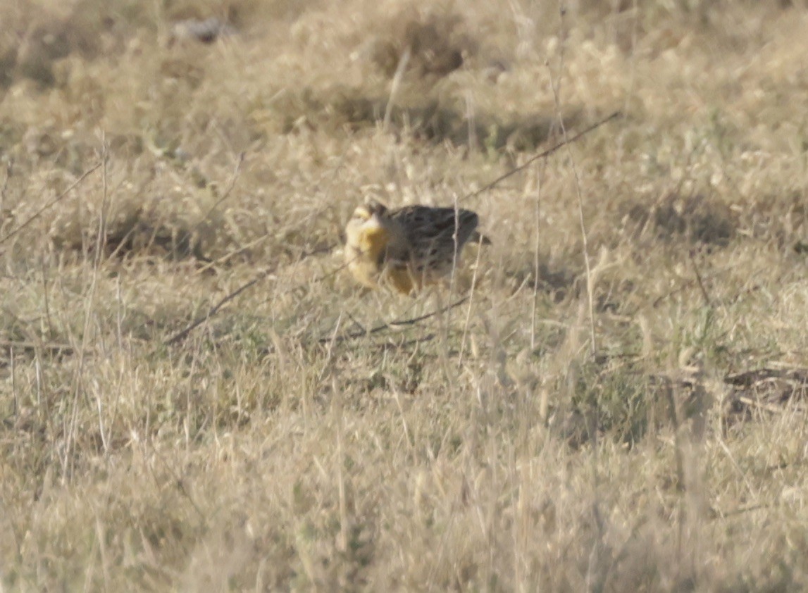 Western Meadowlark - ML623895415