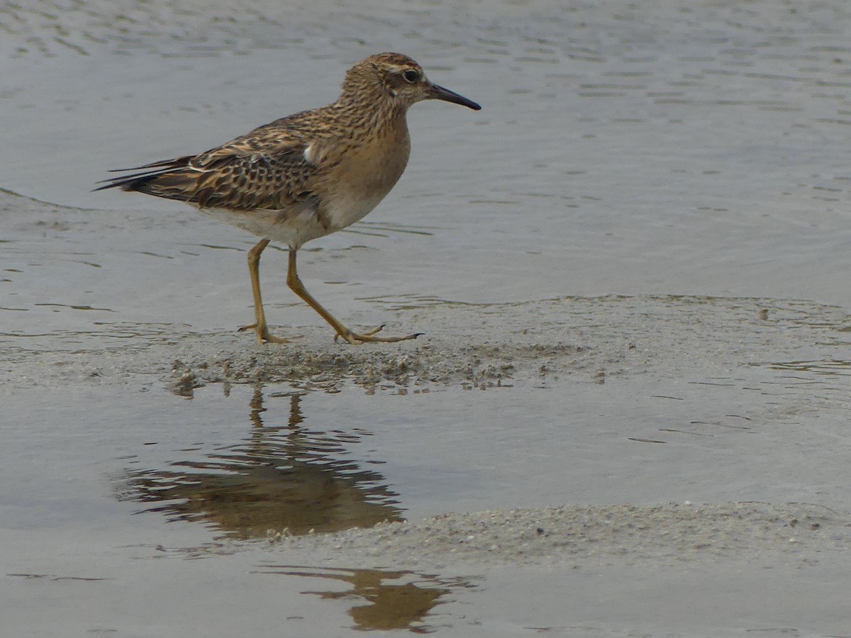 Sharp-tailed Sandpiper - Gus van Vliet