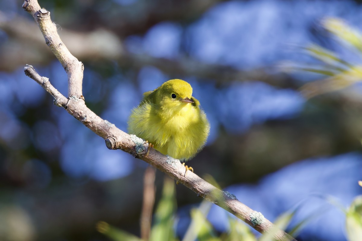 Paruline jaune - ML623895437