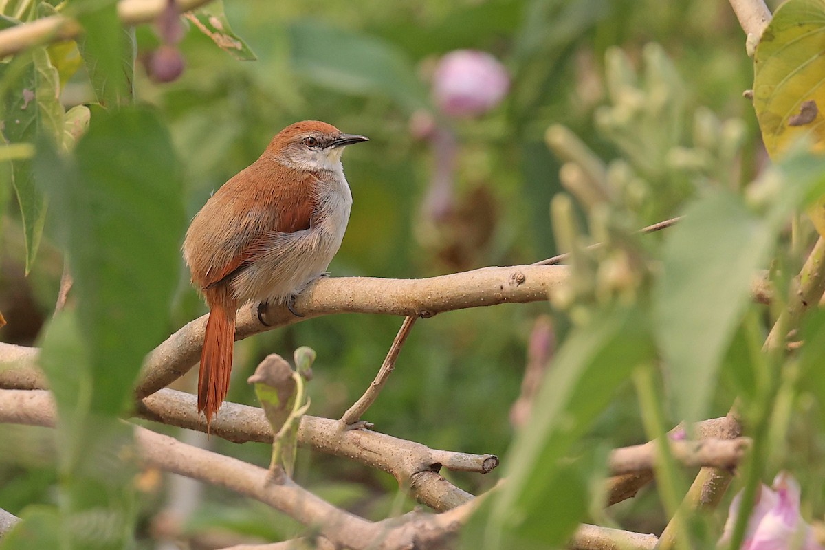 Yellow-chinned Spinetail - ML623895438