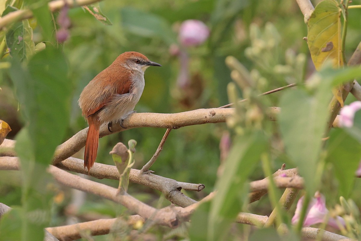 Yellow-chinned Spinetail - ML623895458